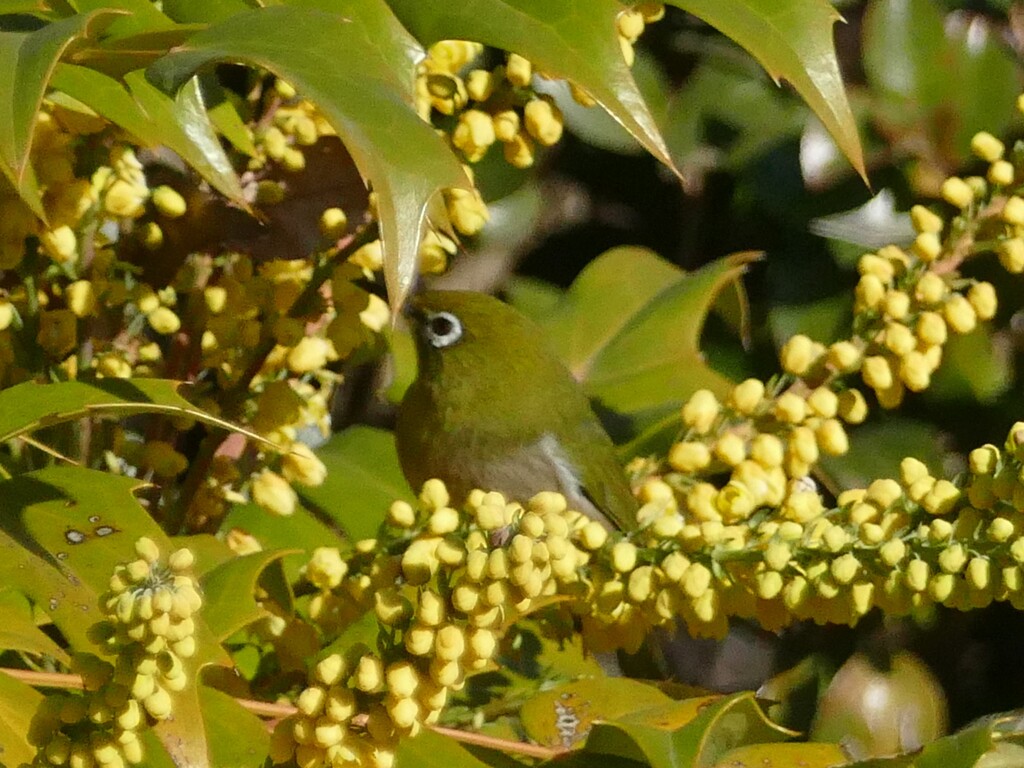 メジロのかくれんぼ