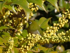 メジロのかくれんぼ