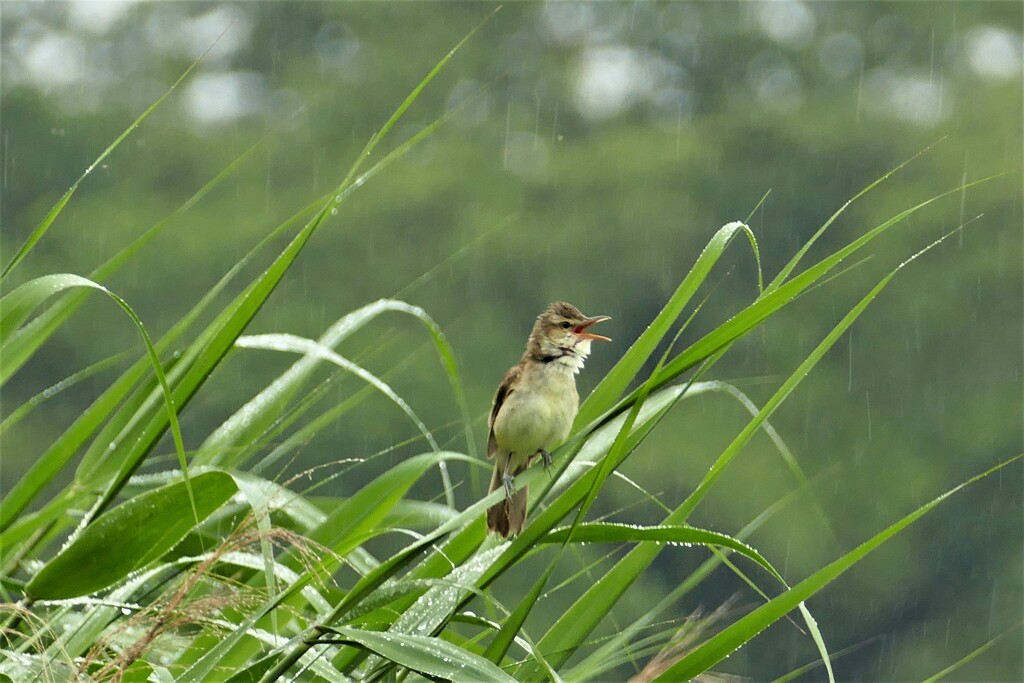 梅雨前の葦原はにぎやか