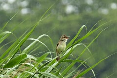 梅雨前の葦原はにぎやか