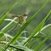 雨ですよ　