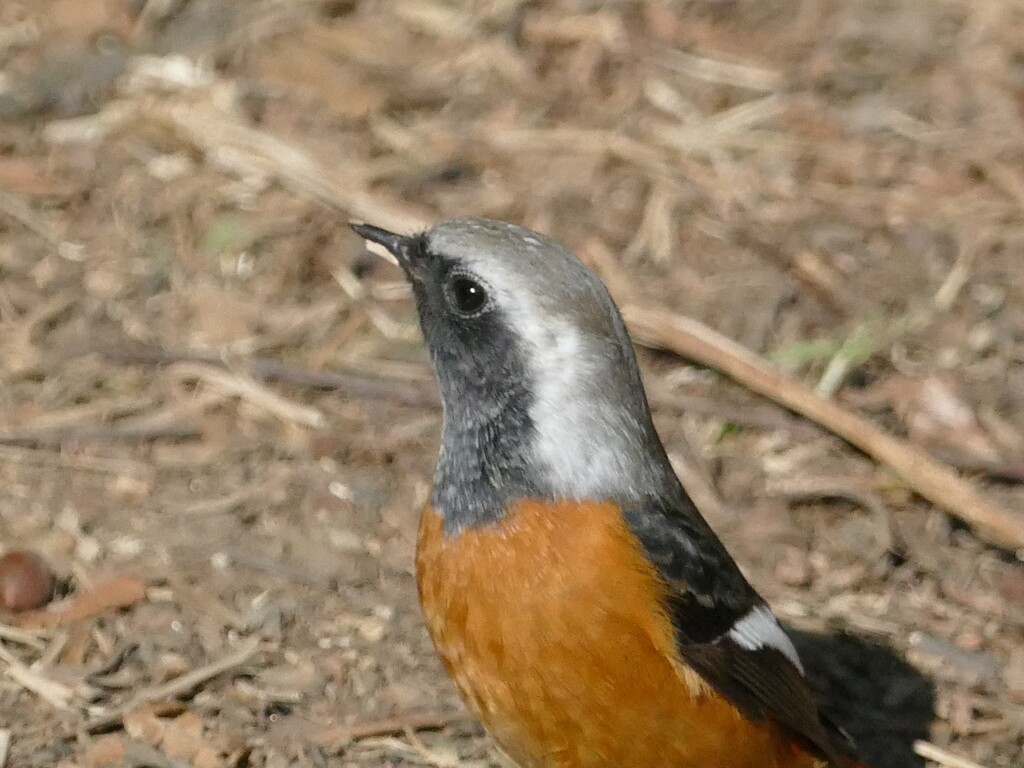 じょび雄くんの横顔