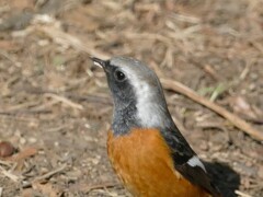 じょび雄くんの横顔