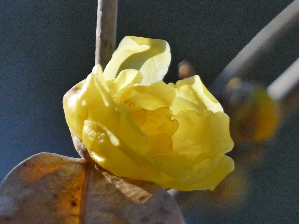 ロウバイ　花ひらく