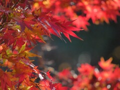 まぶしいほどの