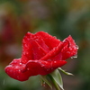 雨の薔薇一輪