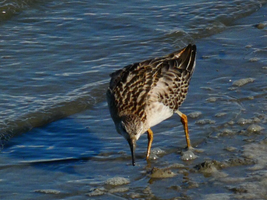 干潟のエリマキシギ