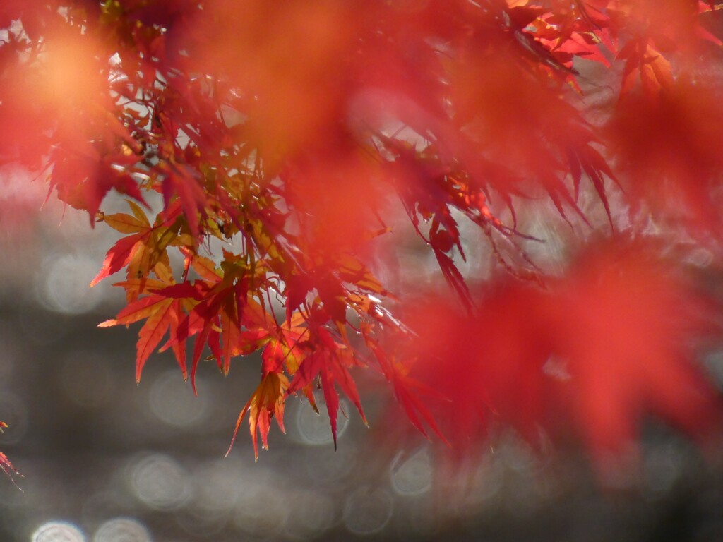 紅葉