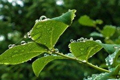 雨粒たちのオアシス　