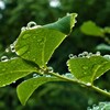 雨粒たちのオアシス　