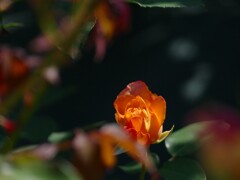 ぽつんと咲いて