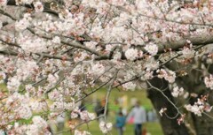 桜の下で