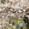桜の下で