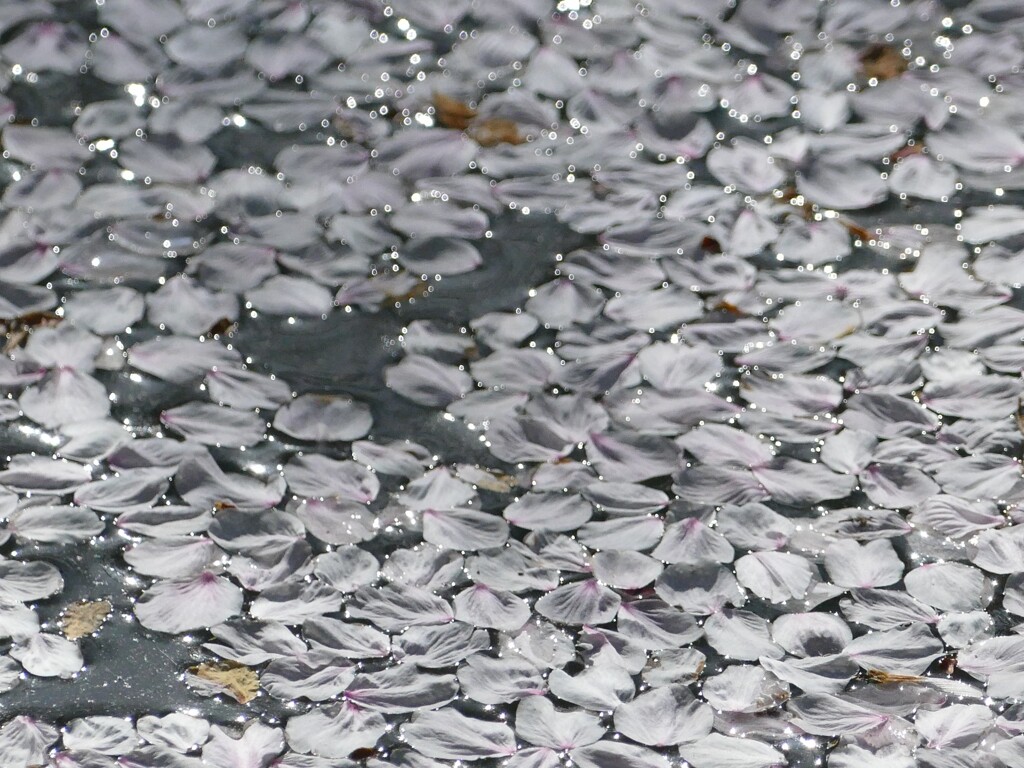 桜いろのおはじき