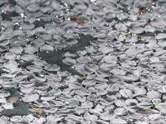 桜いろのおはじき