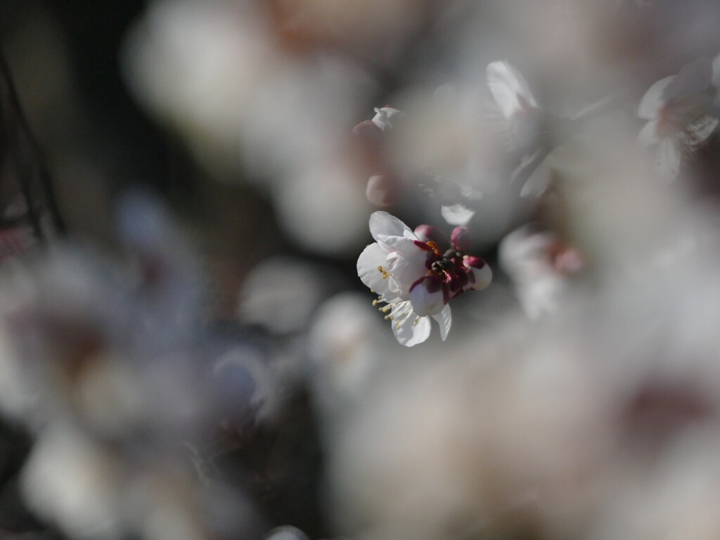 梅　春の香り