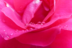 薔薇のしずく　ころころ　