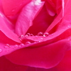 薔薇のしずく　ころころ　
