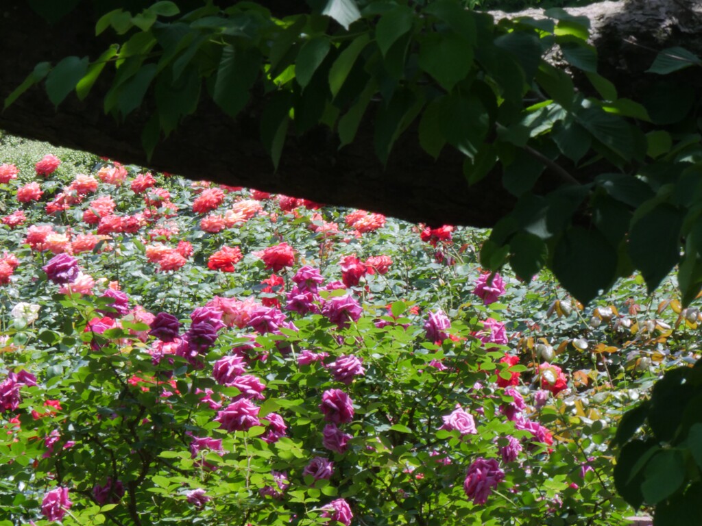 樹間から薔薇園を覗いて