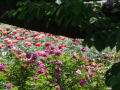 樹間から薔薇園を覗いて