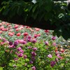 樹間から薔薇園を覗いて