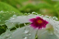 雨粒たちが見ている