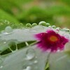 雨粒たちが見ている