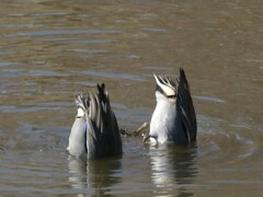 カモたちのシンクロスイミング
