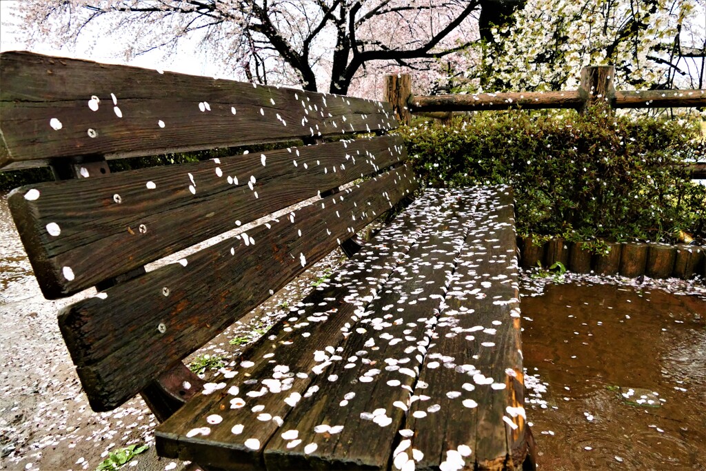 桜模様の椅子