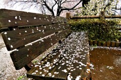 桜模様の椅子