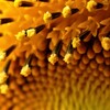 もうひとつのひまわり