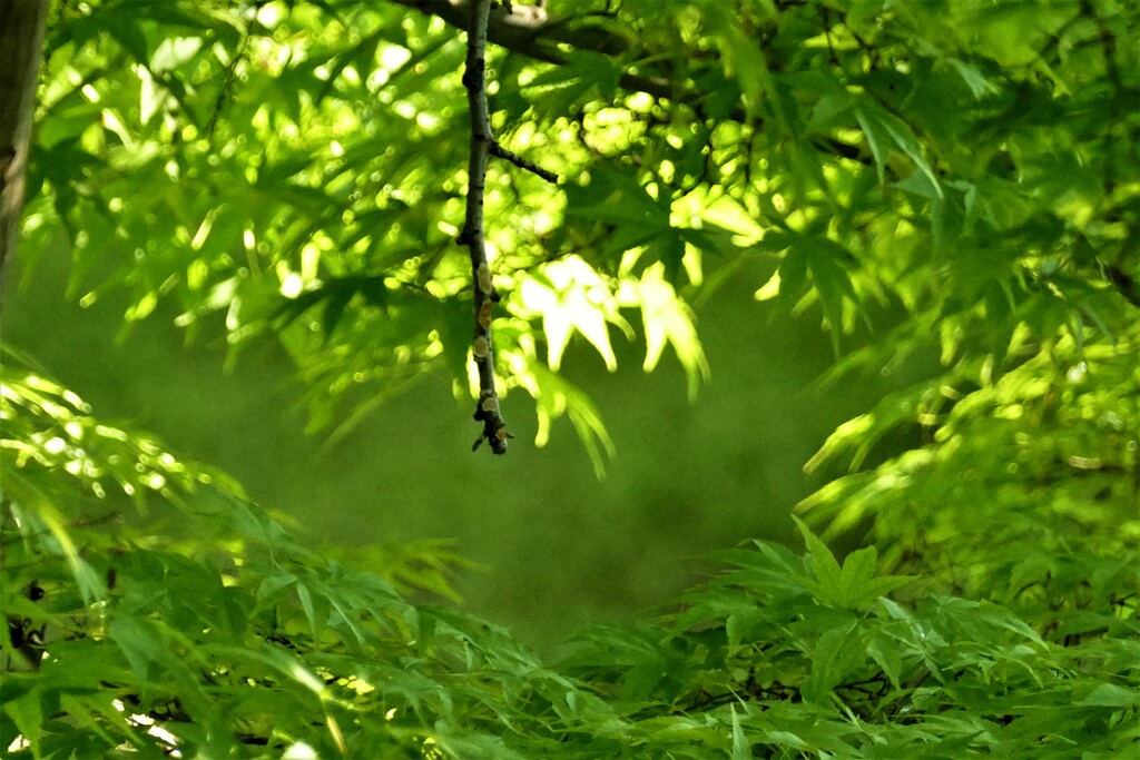 青い風　