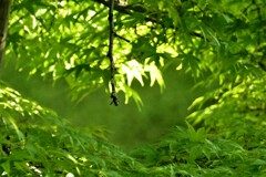 青い風　