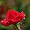 梅雨時の薔薇
