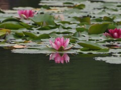 睡蓮　