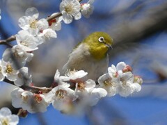 梅の香りに誘われて