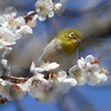 梅の香りに誘われて