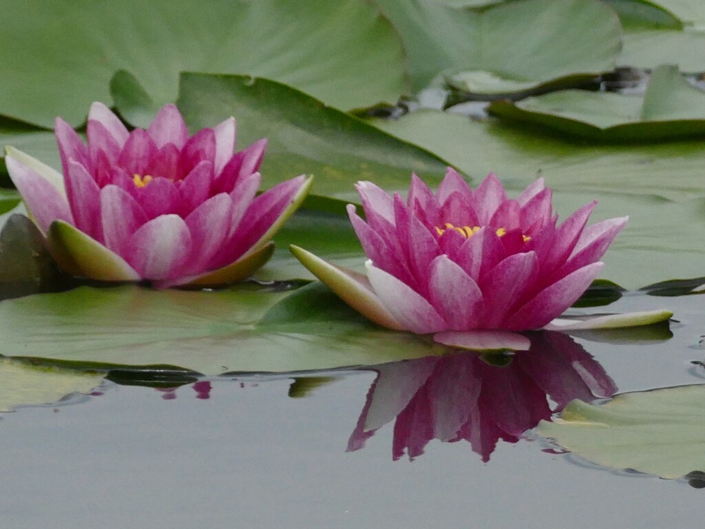 睡蓮　水辺の静寂