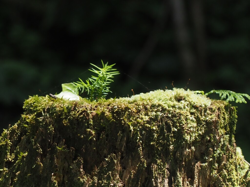 芽生え