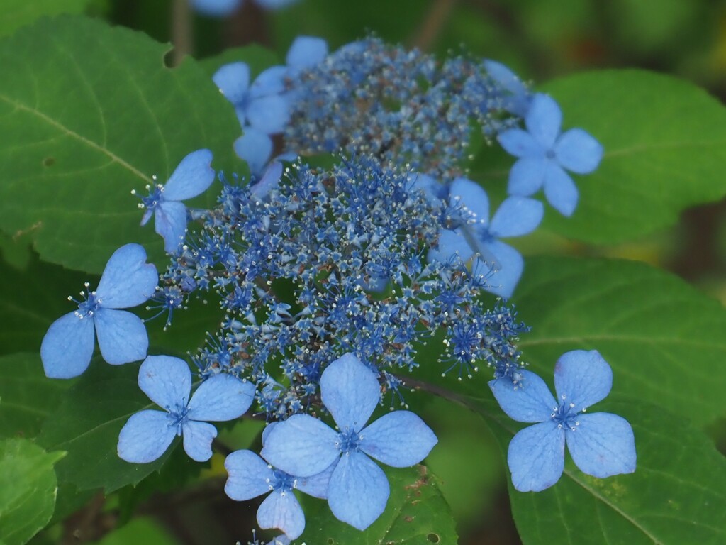 銀河　紫陽花