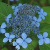 銀河　紫陽花