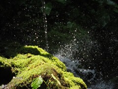 新しく生え始めた新苔