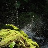 新しく生え始めた新苔