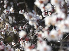 梅  春の香り