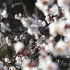 梅  春の香り
