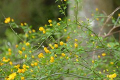 萌え始めるヤマブキ　