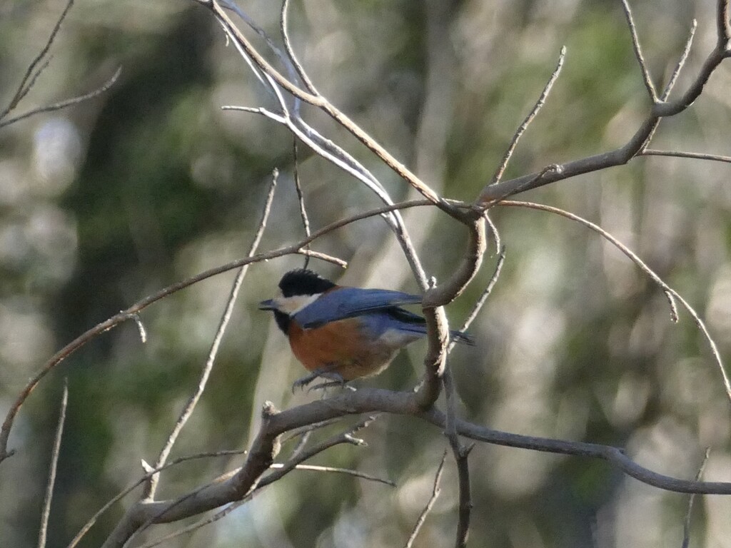 木立のヤマガラくん