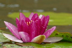 雨の睡蓮　