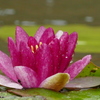 雨の睡蓮　