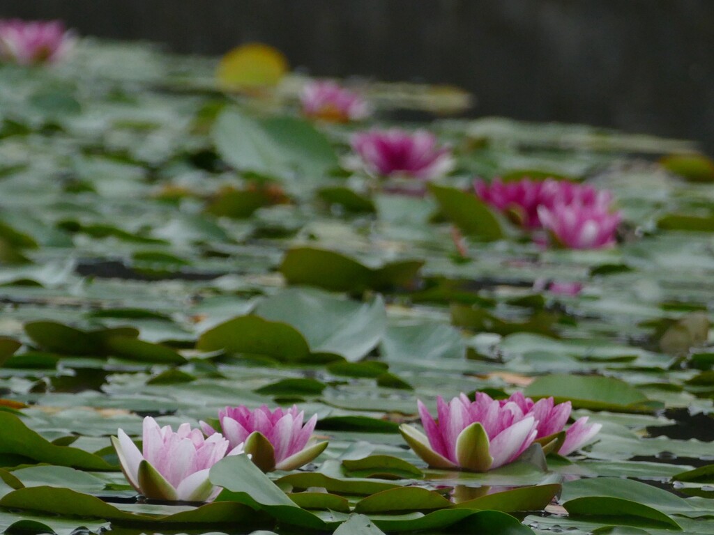睡蓮　水辺の花壇